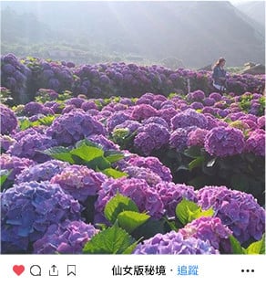陽明山 - 繡球花